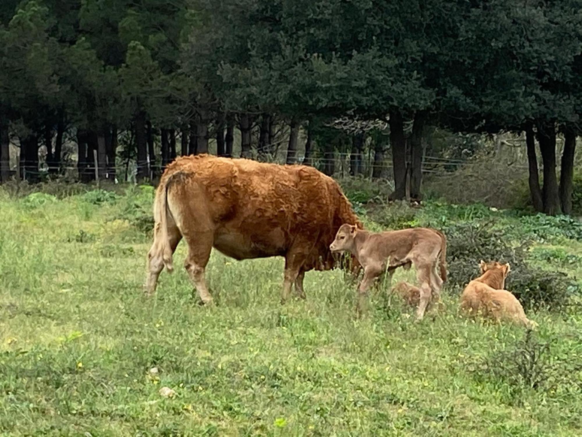 Casa Rural Can Jepet La Cellera de Ter Exteriör bild